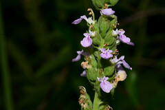 Teucrium vesicarium