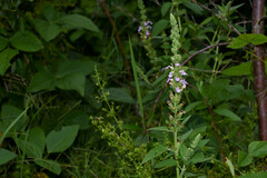 Teucrium vesicarium