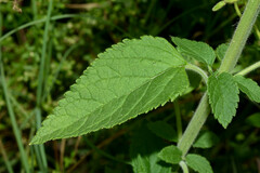 Teucrium vesicarium