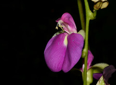 Canavalia bonariensis