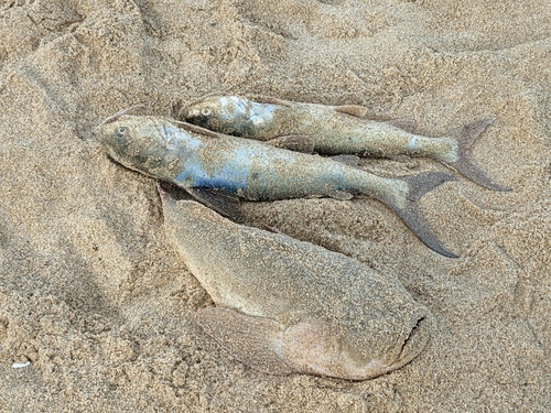 Pacifische sterrenkijker (Astroscopus zephyreus) — Uranoscopidae — 2
