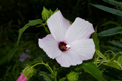 Hibiscus striatus