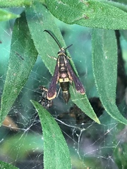 Carmenta pyralidiformis