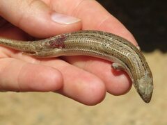 Heremites vittatus