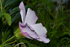 Hibiscus striatus