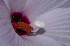 Hibiscus striatus