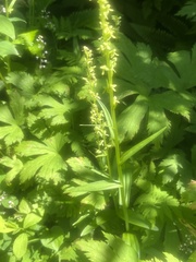 Platanthera stricta