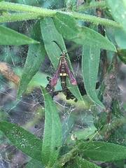 Carmenta pyralidiformis