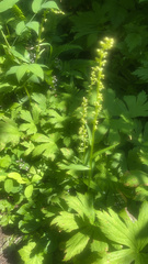 Platanthera stricta