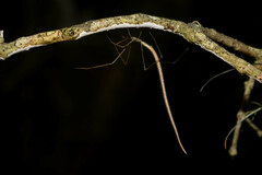 Ariamnes longissimus