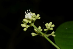 Psychotria carthagenensis