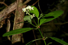 Psychotria carthagenensis