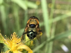 Austalis pulchella