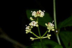 Psychotria carthagenensis