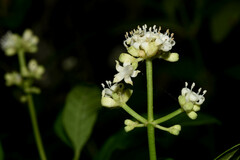 Psychotria carthagenensis