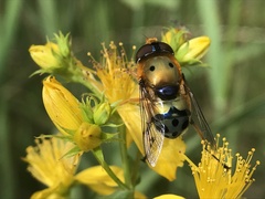 Austalis pulchella