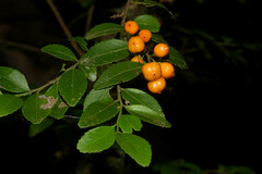 Maytenus dasyclados