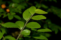 Maytenus dasyclados