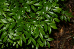 Maytenus dasyclados