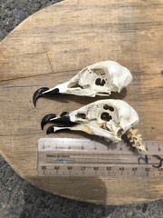 Pterodroma inexpectata