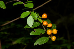 Maytenus dasyclados