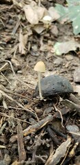 Psathyrella amarescens