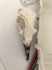 Pterodroma inexpectata