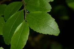 Maytenus dasyclados
