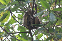 Corallus ruschenbergerii