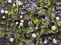 Holwaya mucida