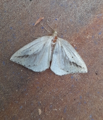 Psilaspilates signistriata