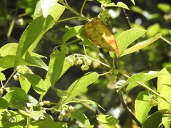 Aristotelia chilensis