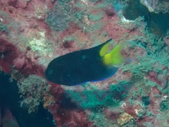 Neopomacentrus violascens