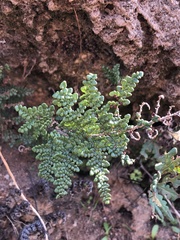 Myriopteris clevelandii