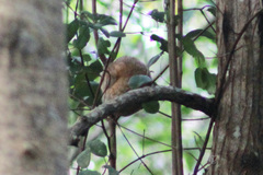 Cyclopes didactylus