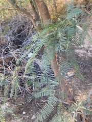 Prosopis