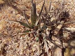 Aloe vera
