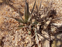Aloe vera