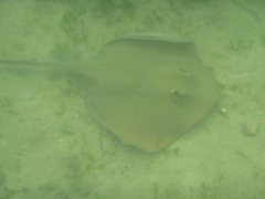 Trygonoptera testacea