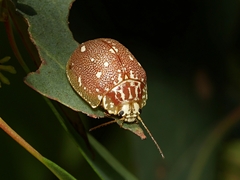 Paropsis aegrota
