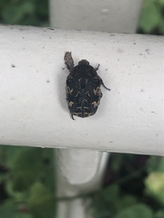 Protaetia fusca