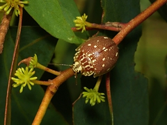 Paropsis aegrota
