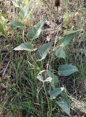 Cucurbita foetidissima