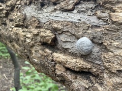 Reticularia