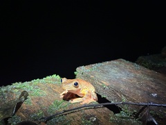 Rhacophorus pardalis