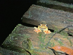 Rhacophorus pardalis