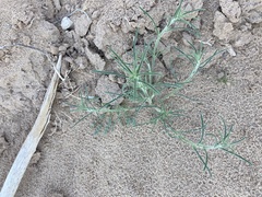 Johnstonella angustifolia