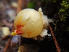 Calostoma lutescens