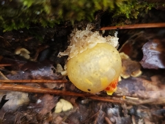 Calostoma lutescens