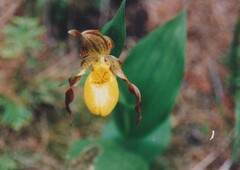 Cypripedium parviflorum pubescens